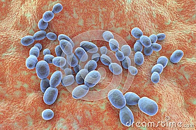 Rhodotorula fungi, 3D illustration. Pigment producing yeasts, cause infections in immunocompromised patients Cartoon Illustration