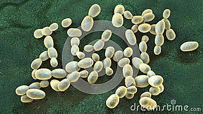 Rhodotorula fungi, 3D illustration. Pigment producing yeasts, cause infections in immunocompromised patients Cartoon Illustration