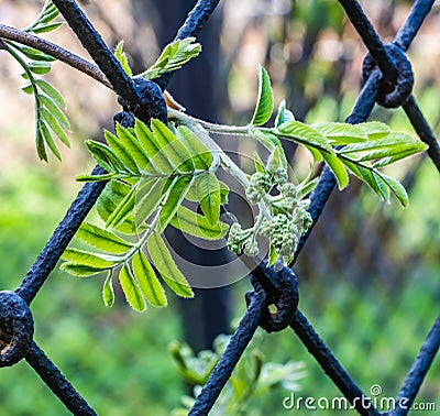 Rhombic cells of a black metal lattice and a branch of an ashberry with young green furry leaves and buds in a park in spring we Stock Photo