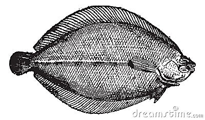 Rhombus or Brill, vintage engraving Vector Illustration