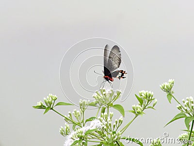 Rhopalocera butterfly nectaring flower Stock Photo