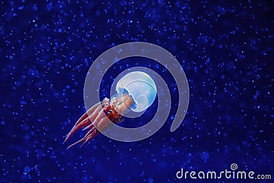 Rhopilema esculentum, the flame jellyfish in blue water Stock Photo