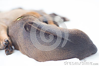 Rhodesian Ridgeback whelp sleeping, backside Stock Photo