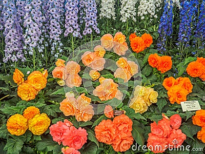 RHS Chelsea Flower Show 2017. Variegated begonias and delphiniums display. Editorial Stock Photo