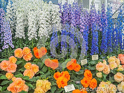 RHS Chelsea Flower Show 2017. Variegated begonias and delphiniums display. Editorial Stock Photo