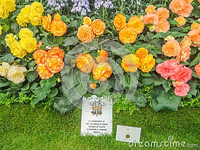 RHS Chelsea Flower Show 2017. Variegated begonias display. Editorial Stock Photo