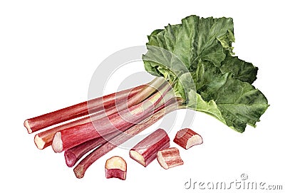 Rhubarb composition watercolor illustration isolated on white background. Cartoon Illustration