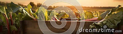 Rhubarb leafstalks harvested in a wooden box in a field with sunset. Stock Photo