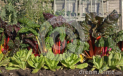Rhubarb and lettuce Stock Photo
