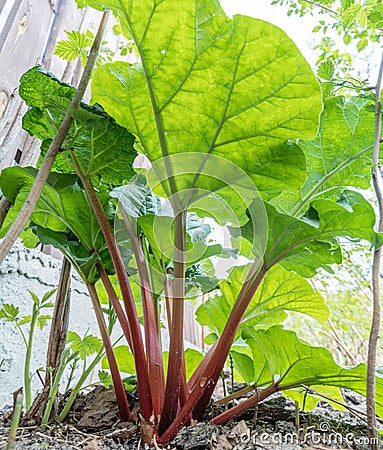 Rhubarb plant in the garden. Close up Stock Photo