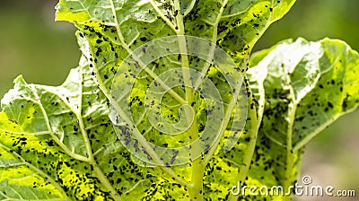 Rhubarb plant infected by many black aphids Stock Photo