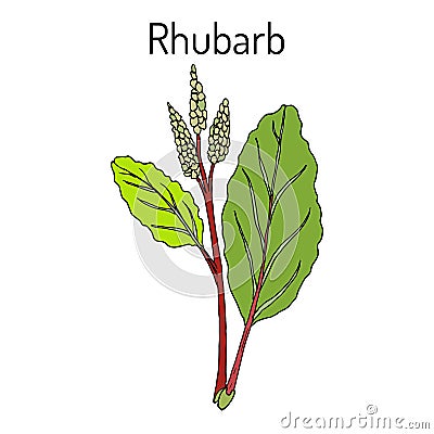 Rhubarb Rheum rhabarbarum , culinary and medicinal plant. Vector Illustration