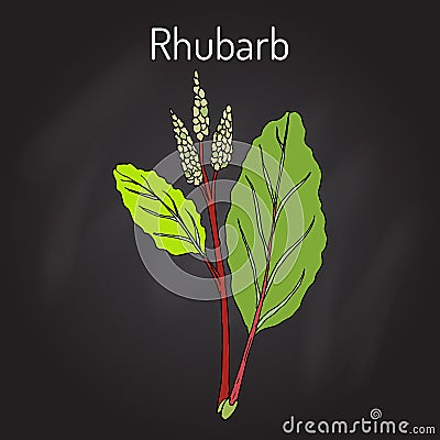 Rhubarb Rheum rhabarbarum , culinary and medicinal plant. Vector Illustration