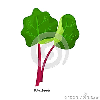 Rhubarb vector icon.Cartoon vector icon isolated on white background rhubarb. Vector Illustration