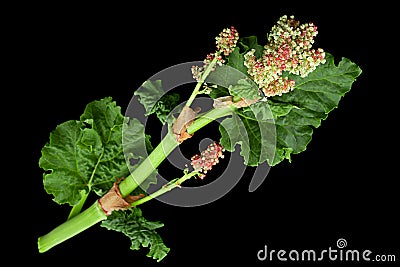 Pieplant vegetable blossom Stock Photo