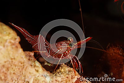 Rhynchocinetes durbanensis - Similan, Thailand Stock Photo