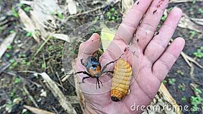 Rhynchophorus worm ferrugineus that is eating bamboo shoots Stock Photo