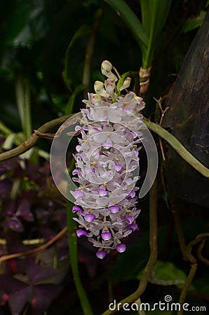 Rhynchostylis retusa blooming in the garden Stock Photo