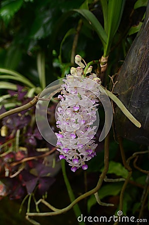 Rhynchostylis retusa blooming Stock Photo