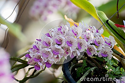 Rhynchostylis retusa Orchids Stock Photo