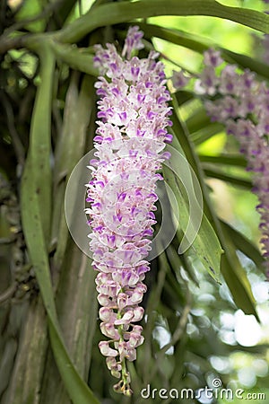 Rhynchostylis retusa in white and pink flowers. Stock Photo