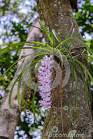 Rhynchostylis retusa (L.) Blume. Stock Photo