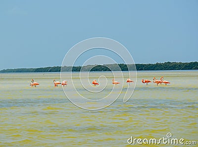 Ria Celestun Biosphere Reserve, Mexico Stock Photo