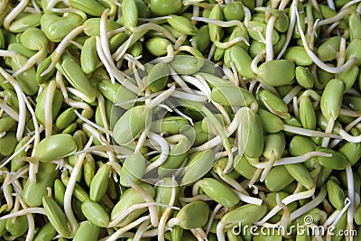 Riang Parkia seeds Thai side dishes makes curry Stock Photo
