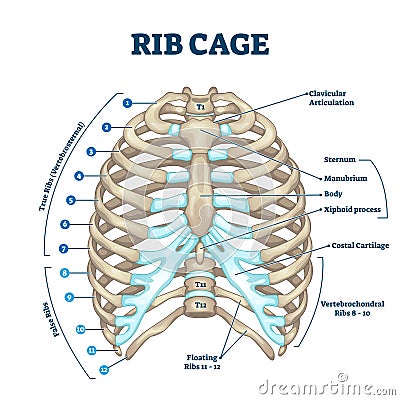 Rib cage anatomy, labeled vector illustration diagram Vector Illustration