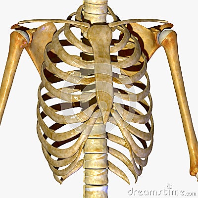 Rib cage Stock Photo