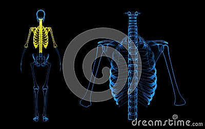 Rib cage, back bone and humerus Stock Photo