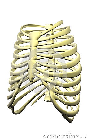 Rib cage Cartoon Illustration