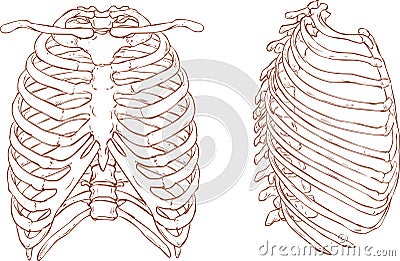 Rib cage illustration Vector Illustration