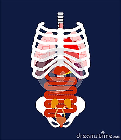 Rib cage and Internal organs. Human anatomy. Systems of man body Vector Illustration