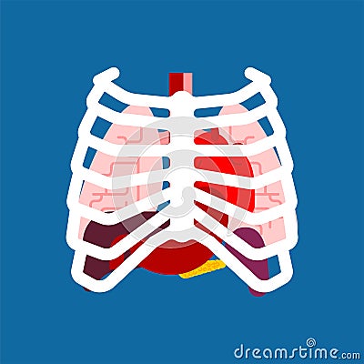 Rib cage and Internal organs. Human anatomy. Systems of man body Vector Illustration