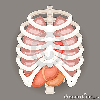Rib Cage Lungs Heart Liver Stomach Iinternal Organs Icons and Symbols Retro Cartoon Design Vector Illustration Vector Illustration