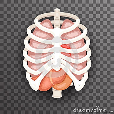 Rib Cage Lungs Heart Liver Stomach Iinternal Organs Icons and Symbols Retro Cartoon Design Vector Illustration Vector Illustration