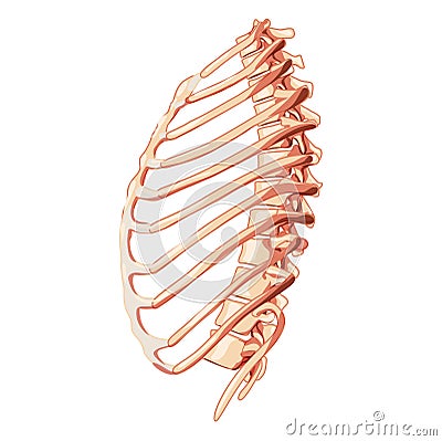 Rib cage Skeleton Human bones system side view. Realistic Chest anatomically correct ribcage 3D flat natural concept Vector Illustration