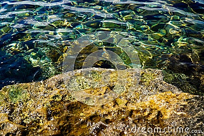Rib on clear sea water, rocky seabed with rocks Stock Photo