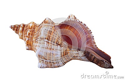 Ribbed Cantharus Seashell Stock Photo