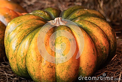 Ribbed pumpkin large vegetable yellow-green one-piece close-up autumn design Stock Photo