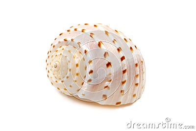 Ribbed Seashell Stock Photo