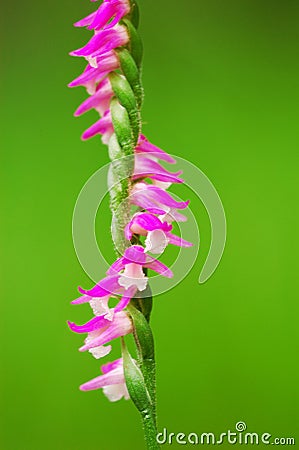 Ribbon flower Stock Photo