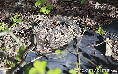 Ribbon Snake Thamnophis sauritus Stock Photo