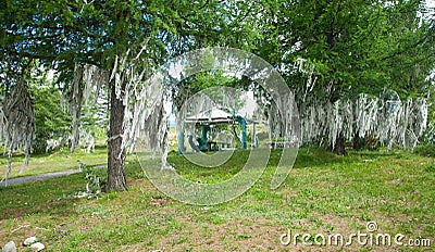 Ribbons on trees Stock Photo