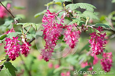 Ribes sanguineum close up Stock Photo