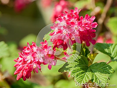 Ribes sanguineum flowers Stock Photo