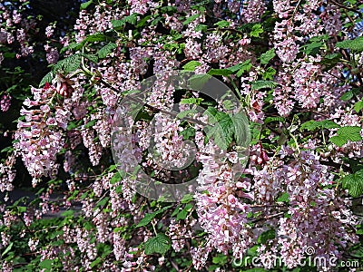 Ribes Sanguineum Glutinosum, Pink-Flowered Currant. Stock Photo