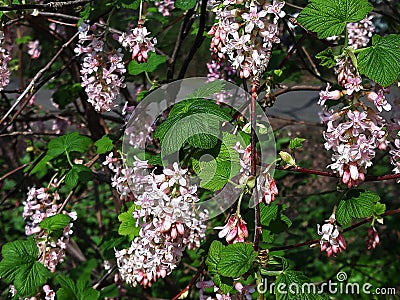 Ribes Sanguineum Glutinosum, Pink-Flowered Currant. Stock Photo