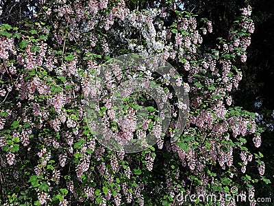 Ribes Sanguineum Glutinosum, Pink-Flowered Currant. Stock Photo